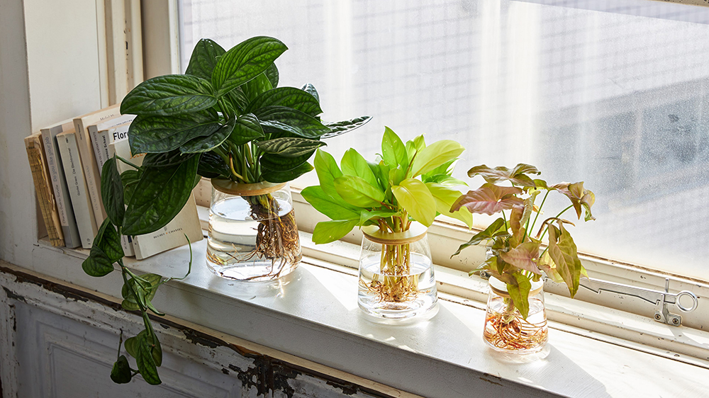 窓際に置いているWOOTANGの水耕栽培の観葉植物