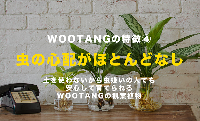 虫の心配がほとんどなし