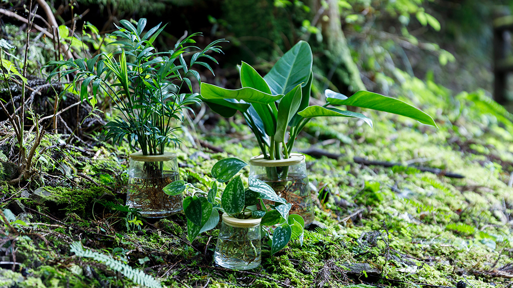 森にあるWOOTANGの水耕栽培の観葉植物