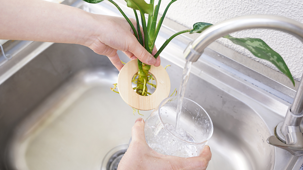 水耕栽培のアグラオネマの器に水を入れている様子
