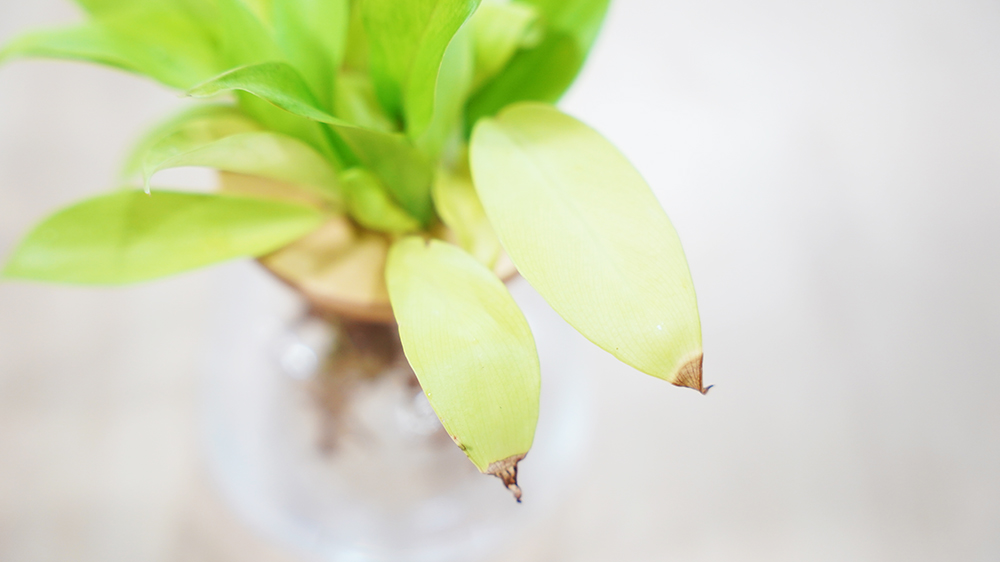 水耕栽培の観葉植物が葉先だけ枯れている様子