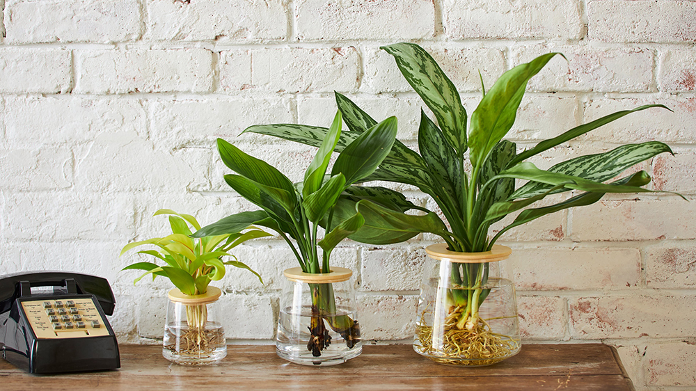 WOOTANGの水耕栽培の観葉植物