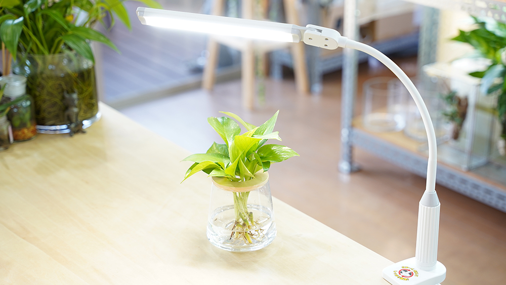 水耕栽培の観葉植物に蛍光灯の光を当てている様子