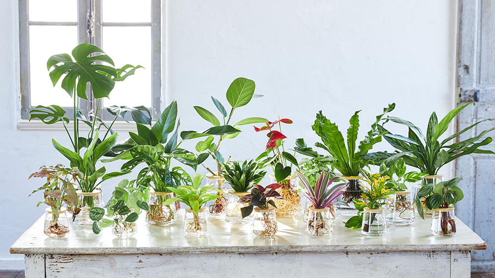 水だけ育てる観葉植物