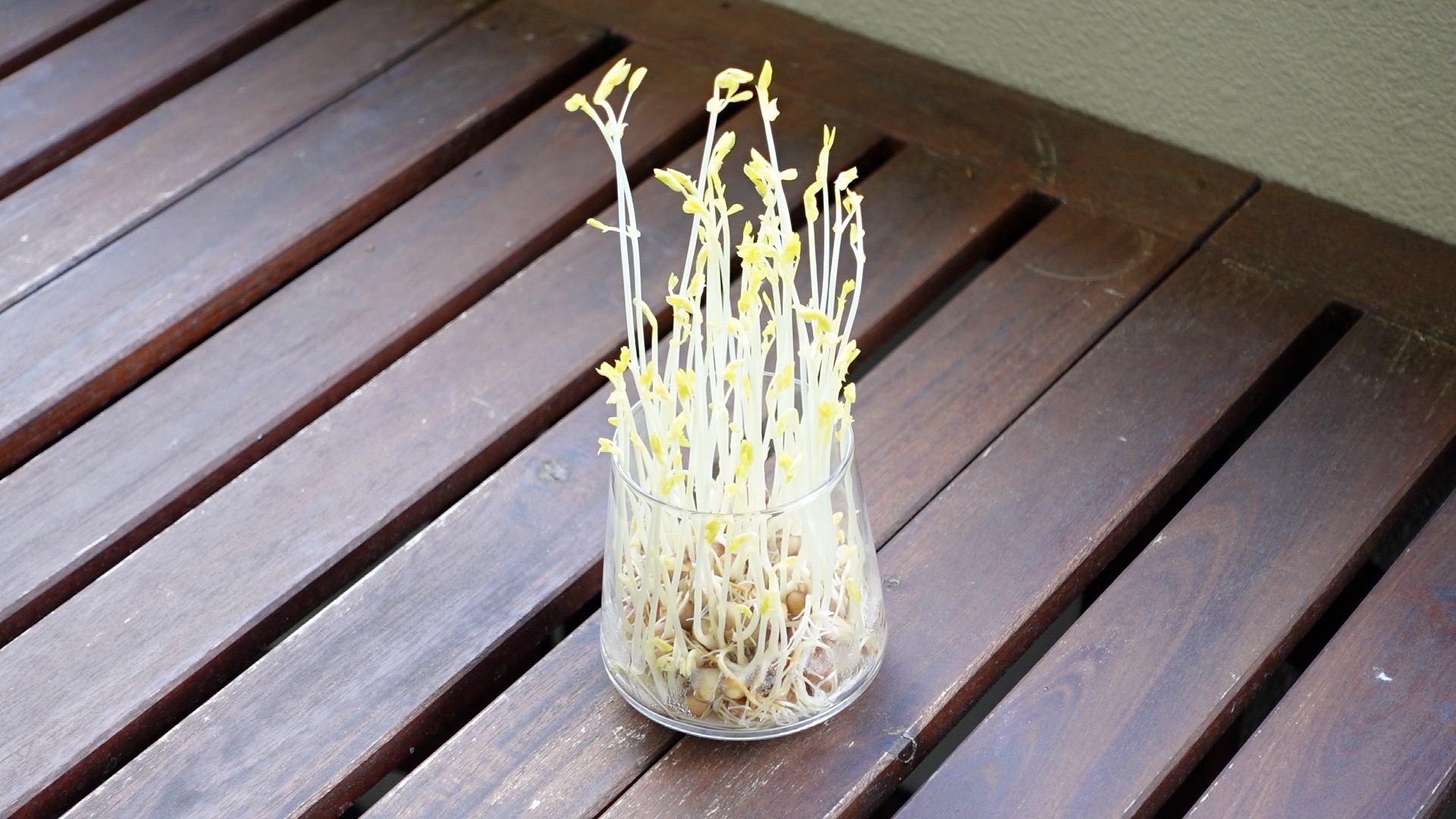 豆苗に日光を当てて緑化させる様子
