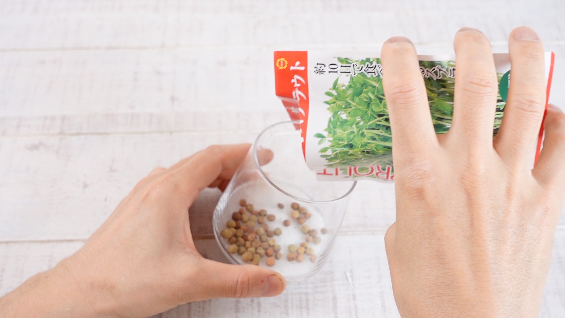 器に豆苗の種を蒔いている様子