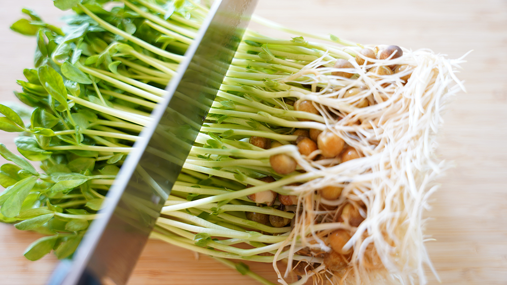 豆苗を包丁で切る様子