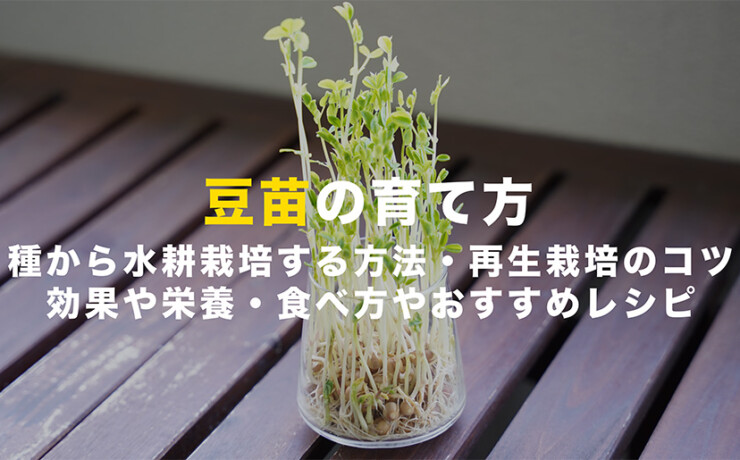 豆苗の育て方