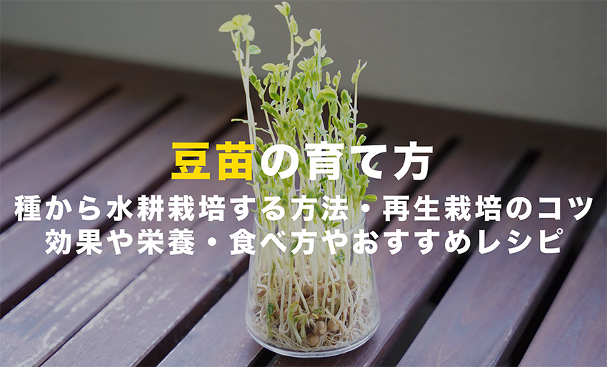 豆苗の育て方