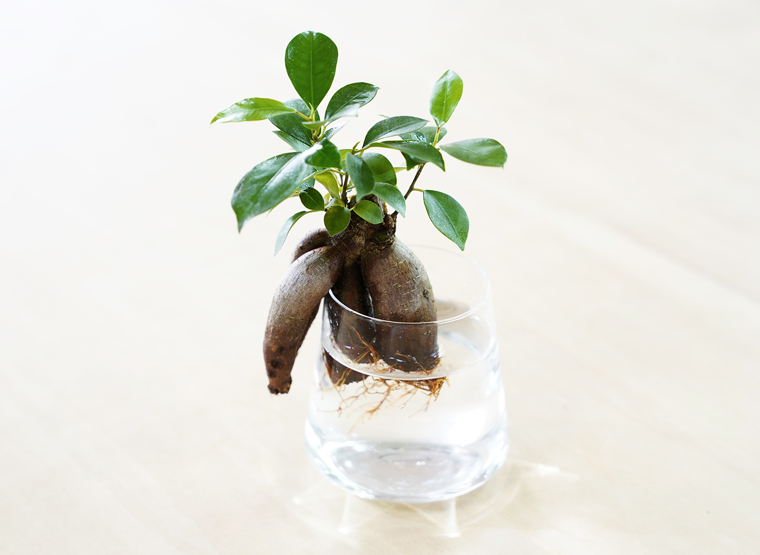 風水効果抜群の観葉植物8選｜金運・恋愛運・仕事運を上げる場所別配置