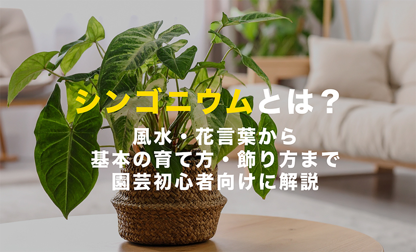 シンゴニウムの育て方｜種類・風水・花言葉・水耕栽培まで解説 