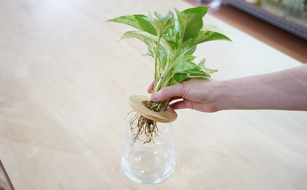 遂行栽培用のポトスを器に入れている様子