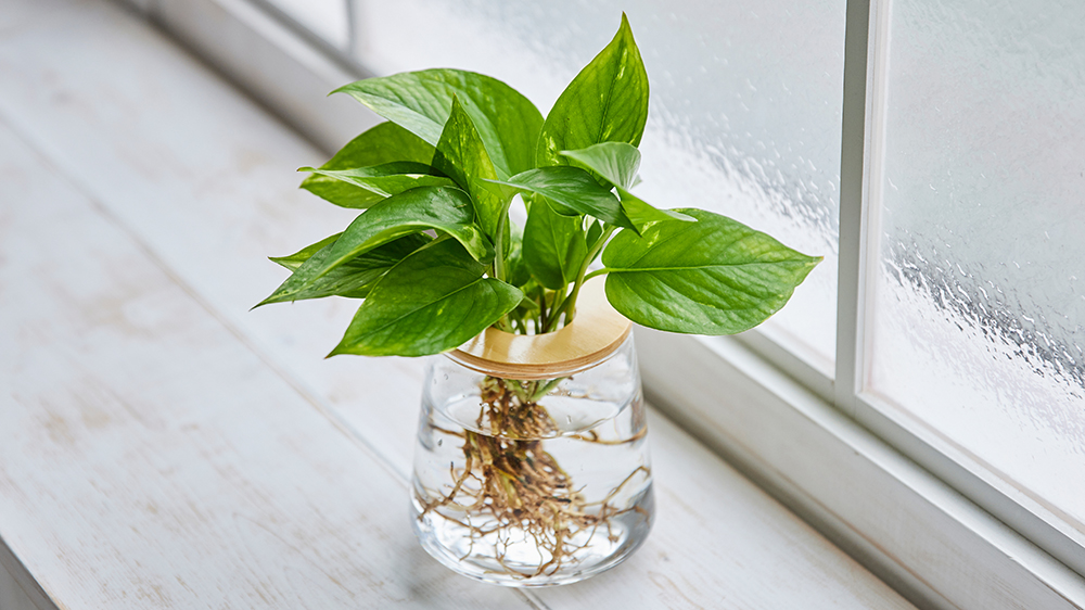 ポトス風水効果と花言葉｜置き場所別・品種別の運気アップ術 | WOOTANG ...