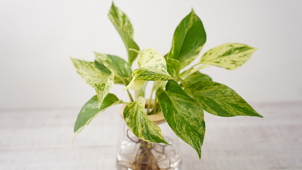 ポトス風水効果と花言葉｜置き場所別・品種別の運気アップ術 | WOOTANG ...