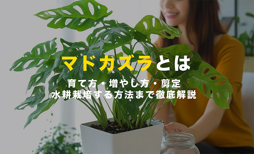 マドカズラの育て方｜モンステラとの違い・風水・花言葉・水やり・植え 