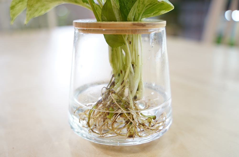 ポトスの水耕栽培の水量