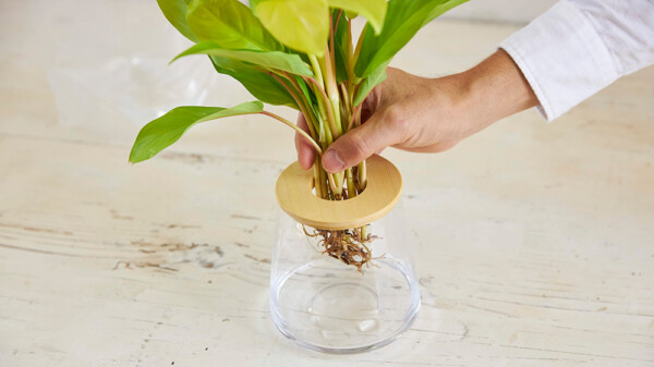 植物を器にセットする