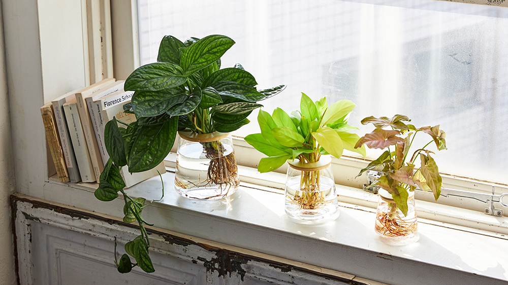 WOOTANGの水だけで育てる観葉植物が窓際に飾ってある様子