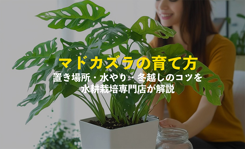 マドカズラの育て方