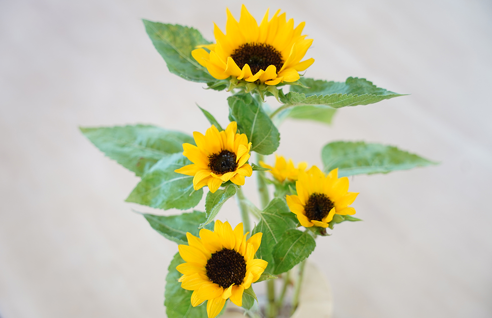 ひまわりの花