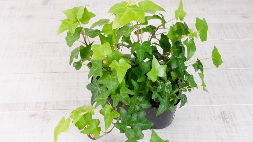 アイビーの鉢植え