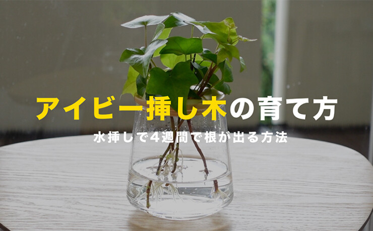 アイビー挿し木の育て方