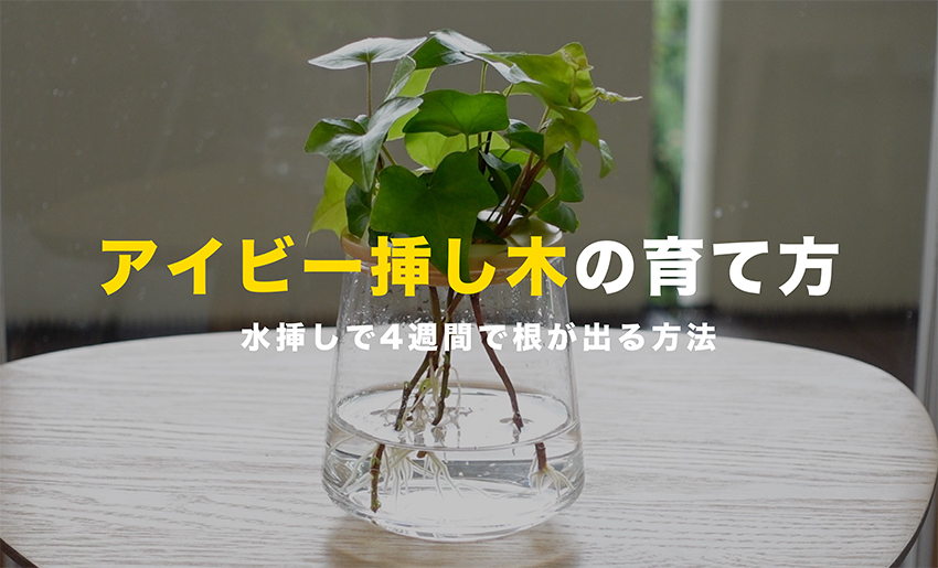 アイビー挿し木の育て方