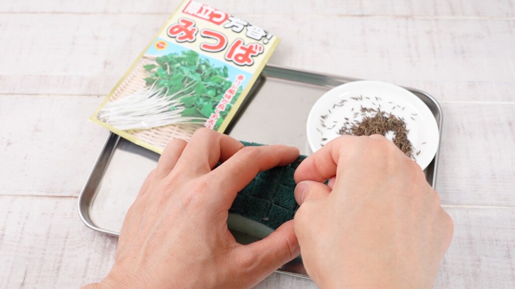スポンジに種を蒔いている様子