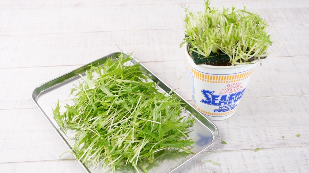水菜を収穫した様子