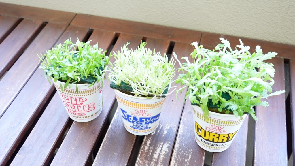 野菜の2回目の水耕栽培の様子