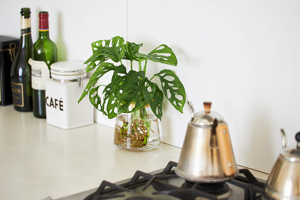 キッチンに置いてあるWOOTANGの水耕栽培の観葉植物