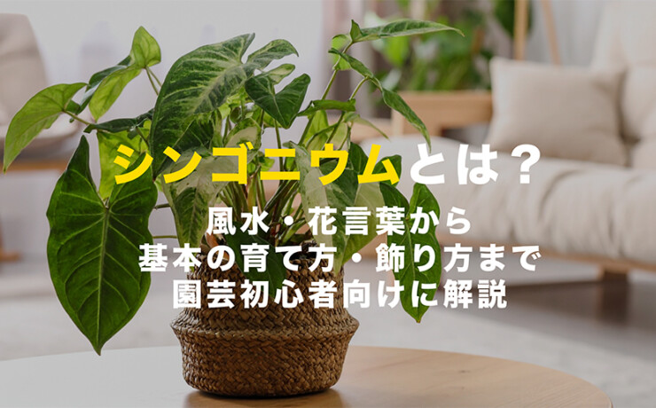 シンゴニウムとは？