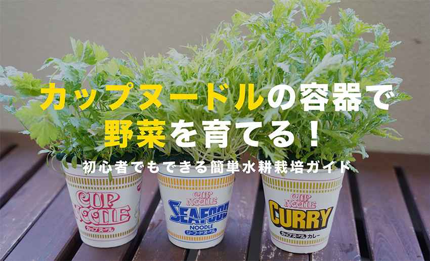 カップヌードルの容器で野菜を育てる