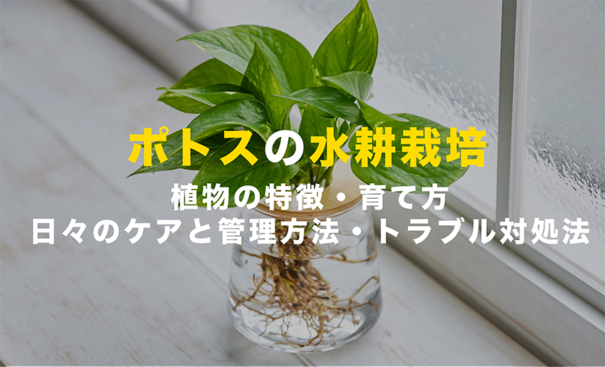 ポトスの水耕栽培