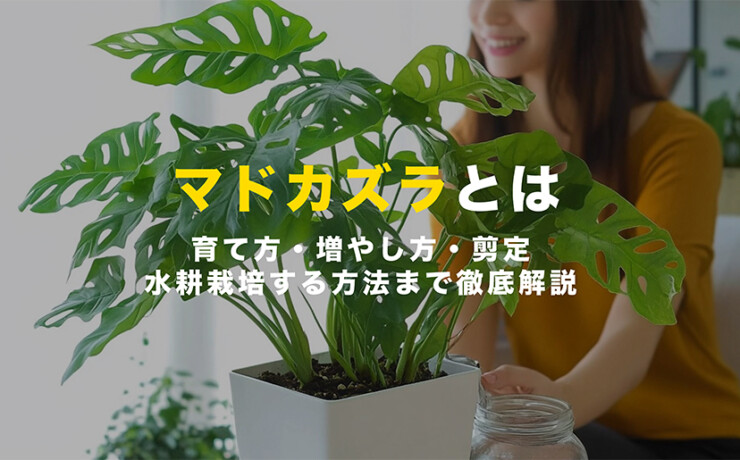 育て方、増やし方、剪定、水耕栽培する方法まで徹底解説