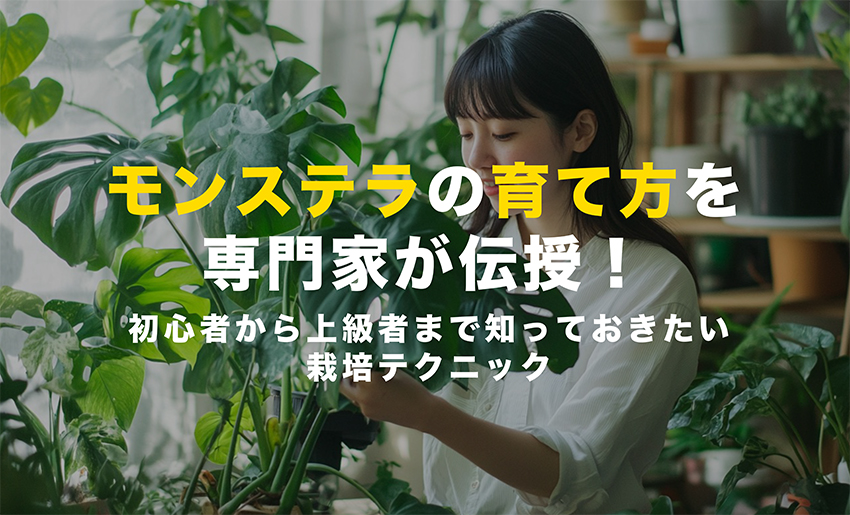モンステラの育て方を専門家が伝授