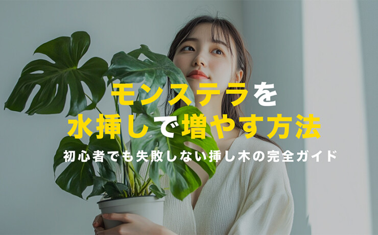 モンステラを水挿しで増やす方法