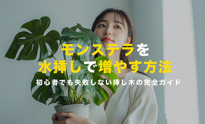 モンステラを水挿しで増やす方法