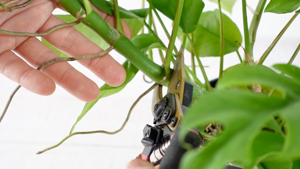 モンステラの茎をハサミで切る様子