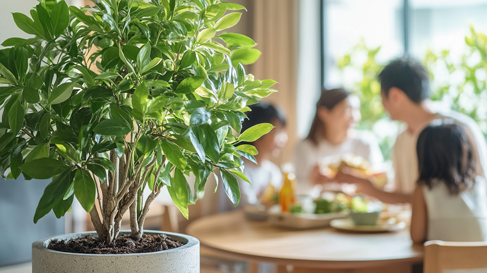 リビングにある観葉植物