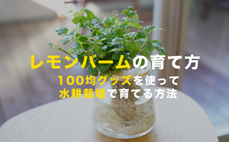 レモンバームの育て方