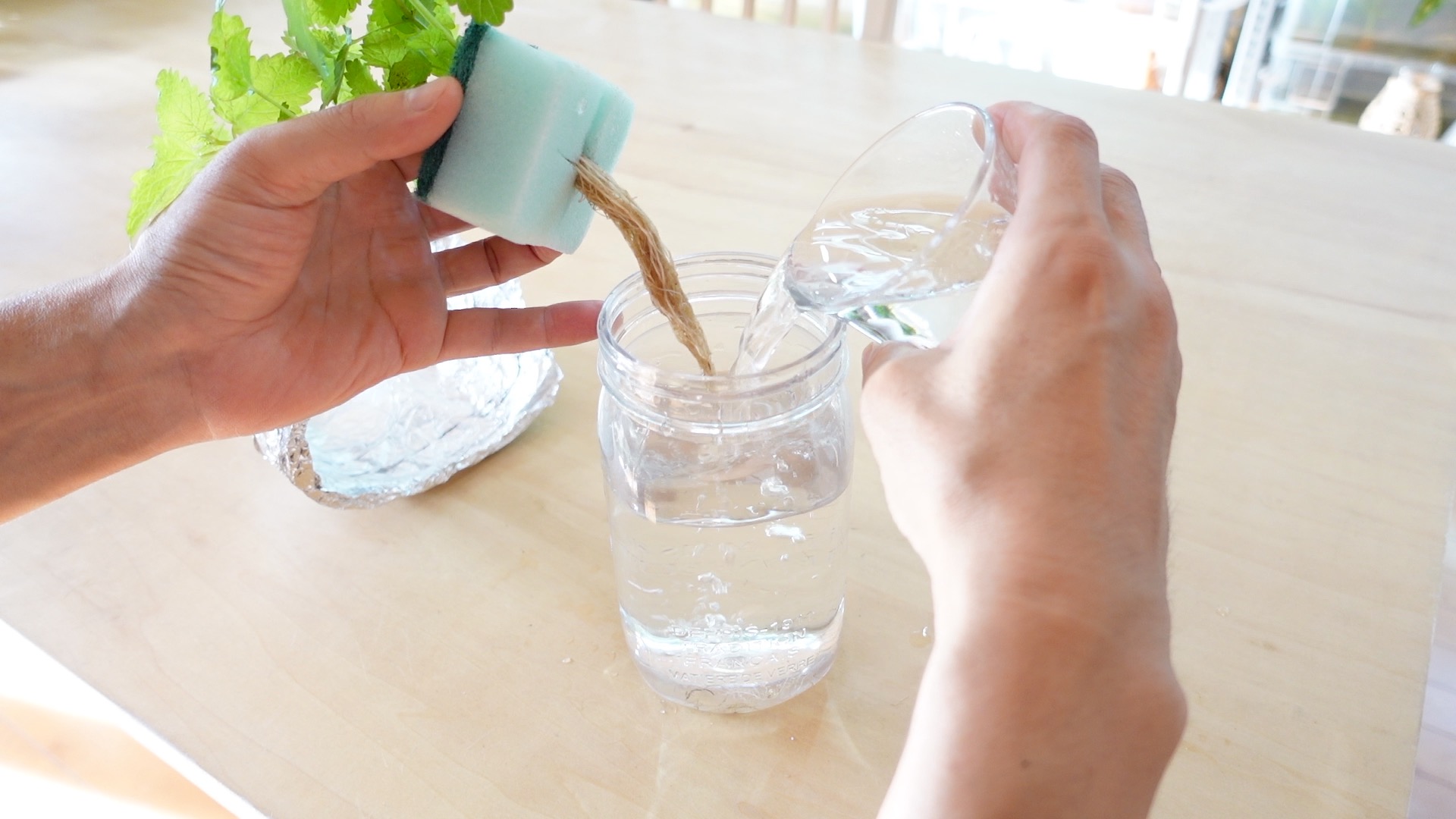 レモンバームの水やりをしている様子