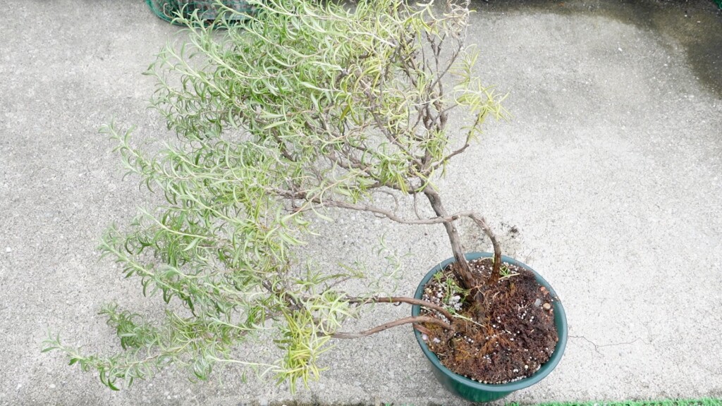 ローズマリーの鉢植え