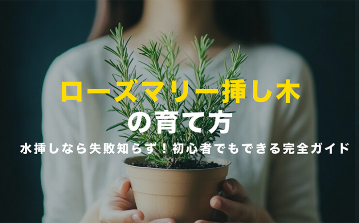 ローズマリー挿し木