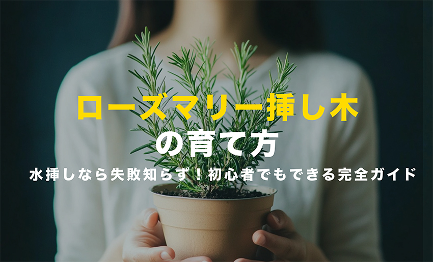 ローズマリー挿し木
