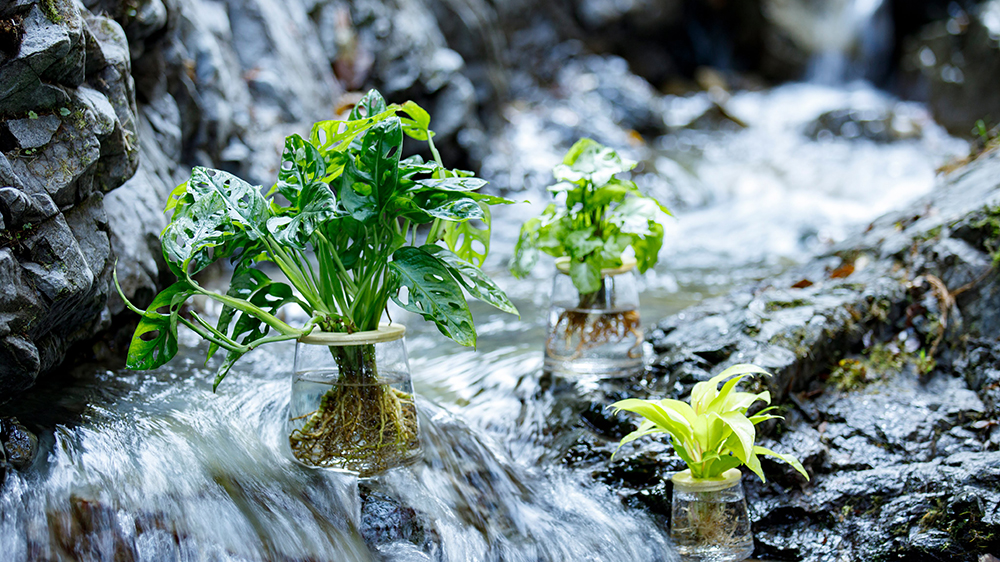 川の中にあるWOOTANGの植物