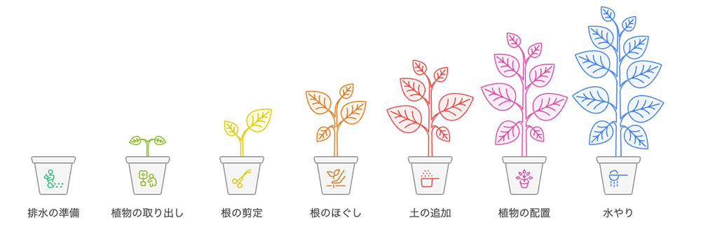 モンステラの植え替えの手順のイラスト