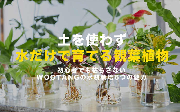 土を使わず水だけ育てる観葉植物