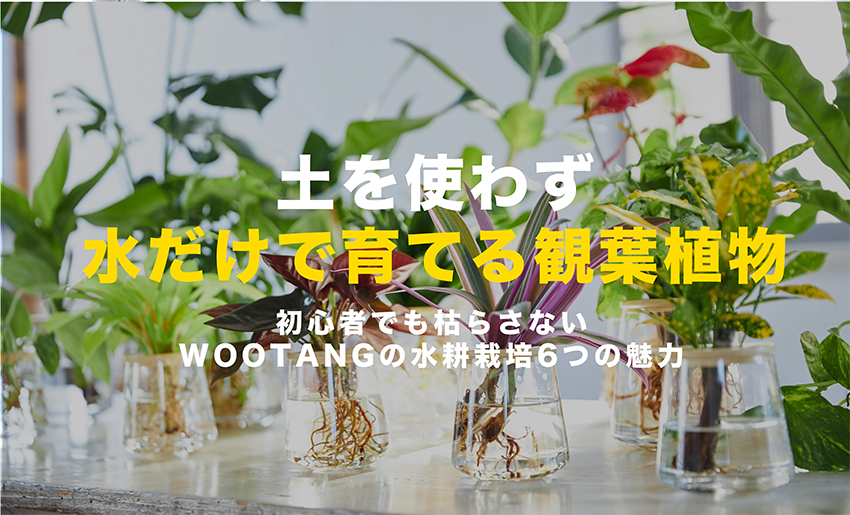 土を使わず水だけ育てる観葉植物