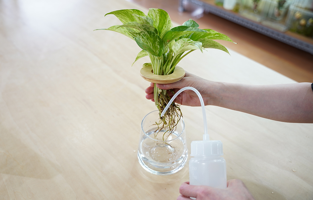 水耕栽培のポトスの水やり